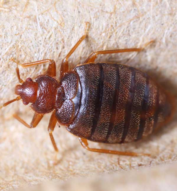 Syracuse Bed Bug Inspection