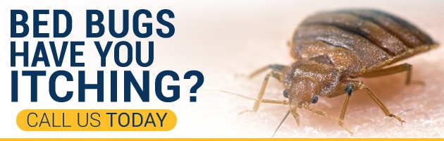 What Does Bed Bug Treatment Nyc Do?